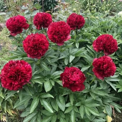 Пион ГАЛАКТИКА травянистый — описание сорта Пион ГАЛАКТИКА травянистый в Москве