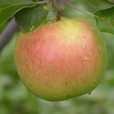 Яблоня БРЯНСКОЕ ЗОЛОТИСТОЕ — описание сорта Яблоня БРЯНСКОЕ ЗОЛОТИСТОЕ в Москве
