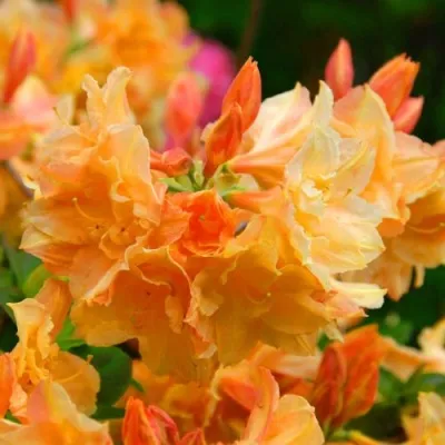 Азалия ЧАРДАШ листопадная — описание сорта Азалия ЧАРДАШ листопадная в Москве