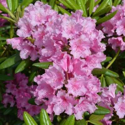 Рододендрон ГААГА — описание сорта Рододендрон ГААГА в Москве