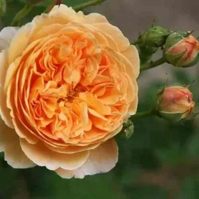 Саженцы роз КРАУН ПРИНЦЕССА МАРГАРЕТ английская — описание сорта Саженцы роз КРАУН ПРИНЦЕССА МАРГАРЕТ английская в Москве