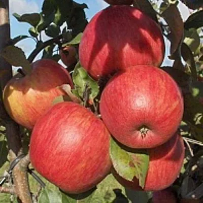 Яблоня ПЕРСИКОВАЯ в Москве