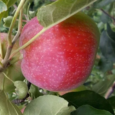 Яблоня АЛЬВА — описание сорта Яблоня АЛЬВА в Москве