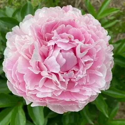 Пион КАТРИН ФОНТЕЙН травянистый  Пион КАТРИН ФОНТЕЙН травянистый в Москве