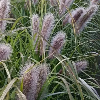 Пеннисетум БЛЭК БЬЮТИ — описание сорта Пеннисетум БЛЭК БЬЮТИ в Москве