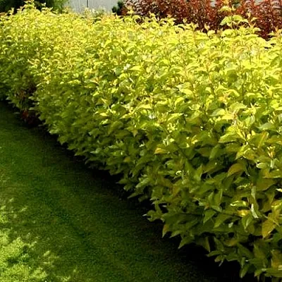 Комплект ДАРТС ГОЛД в Москве