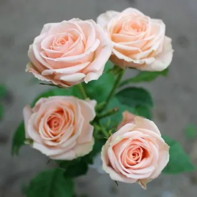 Саженцы роз ЯНА спрей — описание сорта Саженцы роз ЯНА спрей в Москве