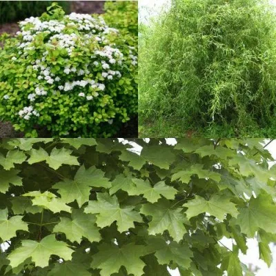 Комплект ЗЕЛЕНЫЙ ОАЗИС — описание сорта Комплект ЗЕЛЕНЫЙ ОАЗИС в Москве