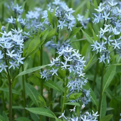 Амсония иволистная в Москве