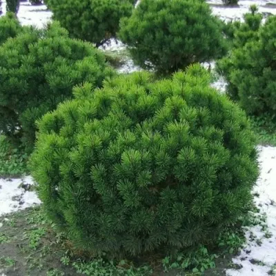 Сосна горная МУГУС — описание сорта Сосна горная МУГУС в Москве