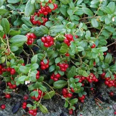 Брусника ЭРТЕЗЕГЕН — описание сорта Брусника ЭРТЕЗЕГЕН в Москве