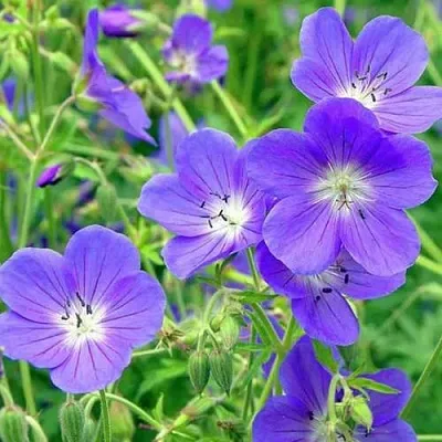 Герань Бруксайд гибридная Герань Бруксайд гибридная