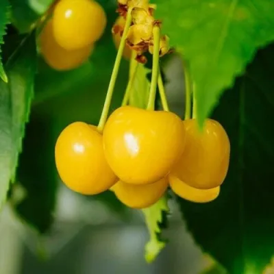 Черешня ПОДСНЕЖНИК в Москве