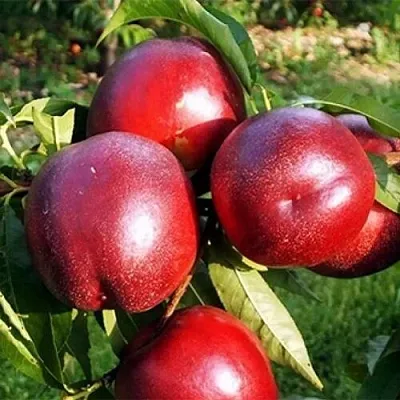 НЕКТАРИН МЕДВЕДЕВСКИЙ НЕКТАРИН МЕДВЕДЕВСКИЙ