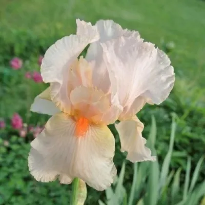 Ирис ПАТИ ДРЕСС бородатый — описание сорта Ирис ПАТИ ДРЕСС бородатый в Москве