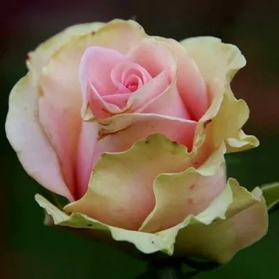 Саженцы роз ДАНСИНГ КВИН чайно-гибридная в Москве