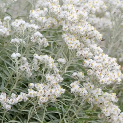 Анафалис ЖЕМЧУЖНЫЙ — описание сорта Анафалис ЖЕМЧУЖНЫЙ в Москве