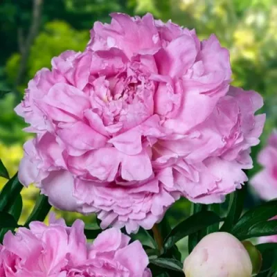 Пион МЭРИ БРАНД травянистый — описание сорта Пион МЭРИ БРАНД травянистый в Москве