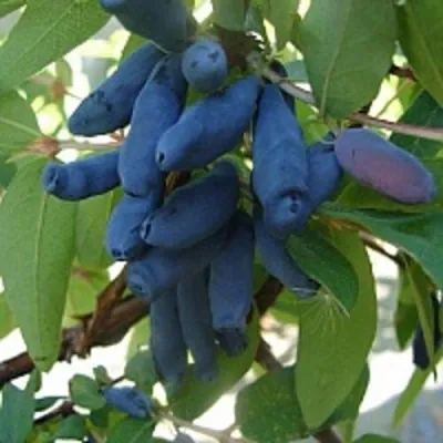 Жимолость съедобная ГОРДОСТЬ БАКЧАРА — описание сорта Жимолость съедобная ГОРДОСТЬ БАКЧАРА в Москве