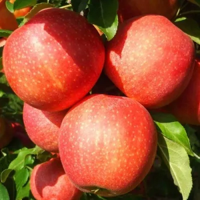 Яблоня ГАЛА ШНИГА — описание сорта Яблоня ГАЛА ШНИГА в Москве