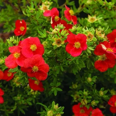 Лапчатка РЕД АЙС кустарниковая  Лапчатка РЕД АЙС кустарниковая в Москве