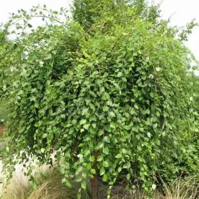 Береза САММЕР КАСКАД черная — описание сорта Береза САММЕР КАСКАД черная в Москве