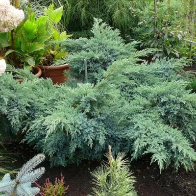 Можжевельник БЛЮ ШВЕД (СВИД) чешуйчатый — описание сорта Можжевельник БЛЮ ШВЕД (СВИД) чешуйчатый в Москве