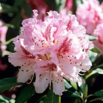 Рододендрон ЧИР — описание сорта Рододендрон ЧИР в Москве