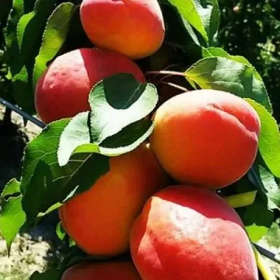 Абрикос ДЖУМБО КОТ — описание сорта Абрикос ДЖУМБО КОТ в Москве