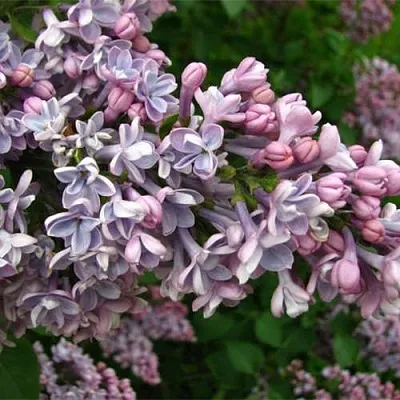 Сирень КОНДОРСЕ  Сирень КОНДОРСЕ в Москве