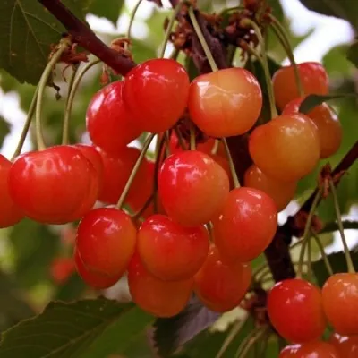 Черешня ФАТЕЖ в Москве