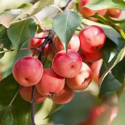 Яблоня ВИШНЕПЛОДНАЯ декоративная  Яблоня ВИШНЕПЛОДНАЯ декоративная в Москве