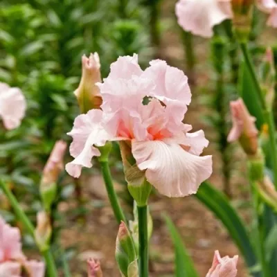 Ирис ПИНК ХОРАЙЗОН бородатый в Москве