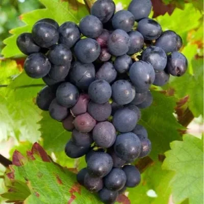 Виноград ЭСТЕР (R-65) в Москве