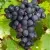 Виноград ЭСТЕР (R-65) в Москве