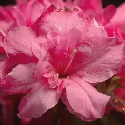 Азалия РОКОКО японская — описание сорта Азалия РОКОКО японская в Москве