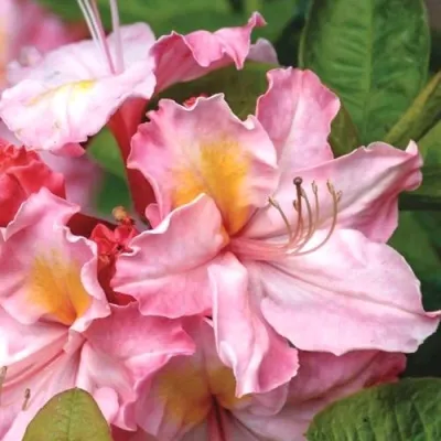 Азалия СЕССИЛЬ листопадная — описание сорта Азалия СЕССИЛЬ листопадная в Москве