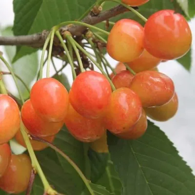 Черешня СЕВЕРНАЯ — описание сорта Черешня СЕВЕРНАЯ в Москве