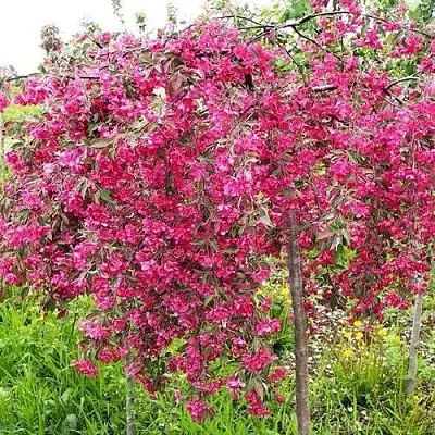 Яблоня КИНГ БЬЮТИ декоративная  Яблоня КИНГ БЬЮТИ декоративная в Москве