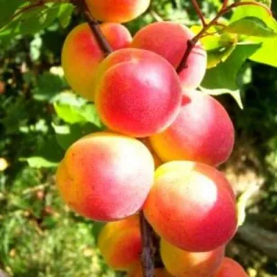 Абрикос НЬЮ-ДЖЕРСИ — описание сорта Абрикос НЬЮ-ДЖЕРСИ в Москве