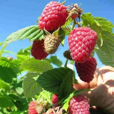 Малина ЕВРАЗИЯ — описание сорта Малина ЕВРАЗИЯ в Москве