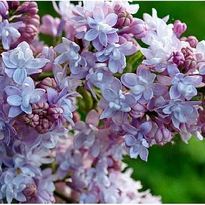 Сирень ПАМЯТЬ О ВАВИЛОВЕ  Сирень ПАМЯТЬ О ВАВИЛОВЕ в Москве