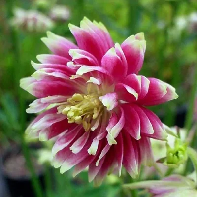 Аквилегия БАРЛОУ НОРА гибрид МакКаны — описание сорта Аквилегия БАРЛОУ НОРА гибрид МакКаны в Москве