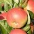 Яблоня РЕДКРАФТ — описание сорта Яблоня РЕДКРАФТ в Москве