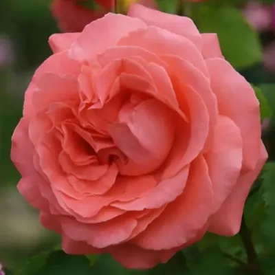 Саженцы роз ДИДИ БРИДЖУОТЕР плетистая — описание сорта Саженцы роз ДИДИ БРИДЖУОТЕР плетистая в Москве