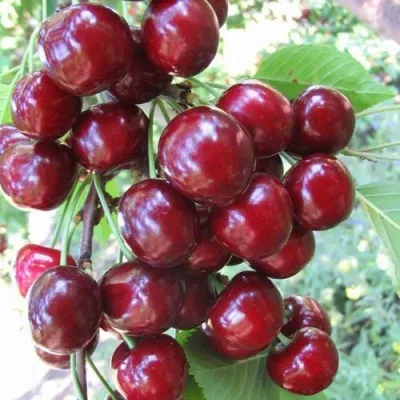 Черешня ОДРИНКА — описание сорта Черешня ОДРИНКА в Москве