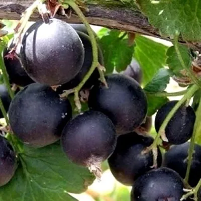 ЙОШТА в Москве