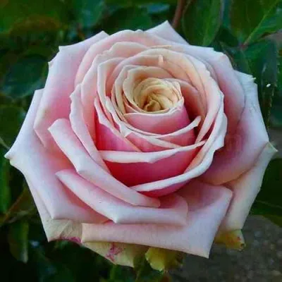 Саженцы роз ЭДЕН РОМАНТИКА флорибунда — описание сорта Саженцы роз ЭДЕН РОМАНТИКА флорибунда в Москве