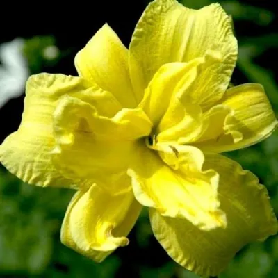 Лилейник ДАБЛ РИВЕР ВАЙ гибридный — описание сорта Лилейник ДАБЛ РИВЕР ВАЙ гибридный в Москве