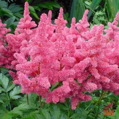 Астильба БОНН японская — описание сорта Астильба БОНН японская в Москве